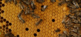 Velika tajna dugovječnosti pčelinje matice